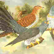 Common Cuckoo
